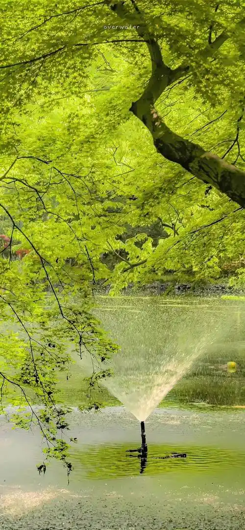 绿色系壁纸真的好喜欢啊