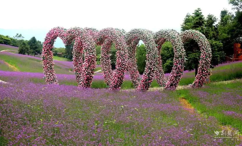 相约"凉都" 巴东野三关森林花海送你"不一样的夏天"