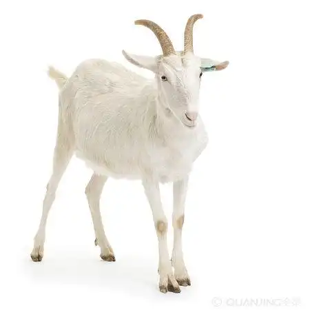 山羊图片_图片大全
