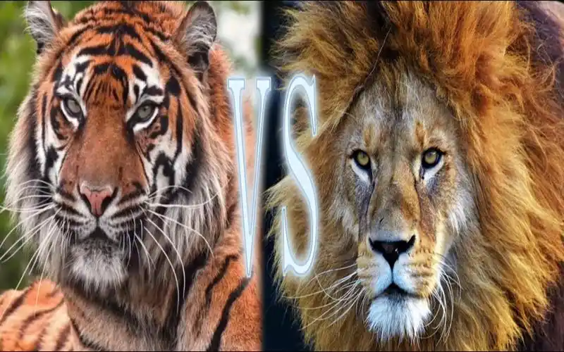 都快2025年了还不知道狮子和老虎到底谁更厉害?