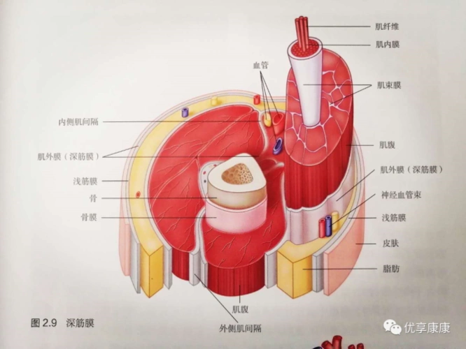 筋膜,它们遍布全身各处,因不同的物种,分布的位置,组成结构和功能作用