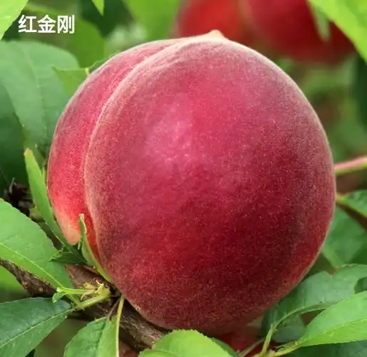 基地直发早熟桃树苗脆甜离核百花香桃红金刚桃树苗