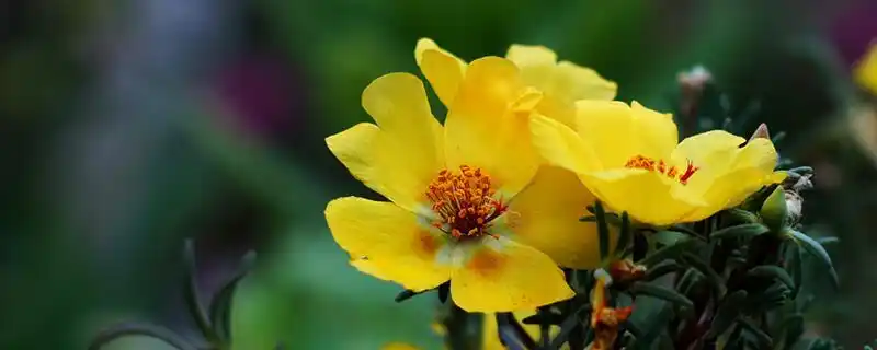 午时花是什么花-其他花草_【三农电视网】农村养殖致富项目_专业的