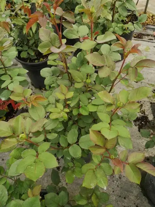 月季花里的"龙猫"