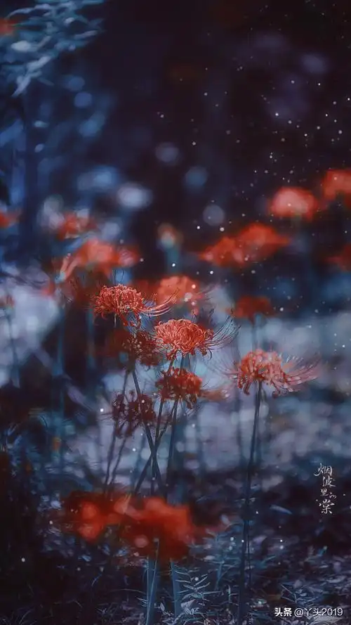 曼珠沙华,开在天界之花.