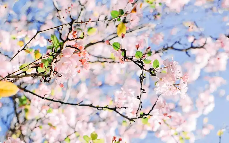 粉色浪漫樱花图片桌面壁纸