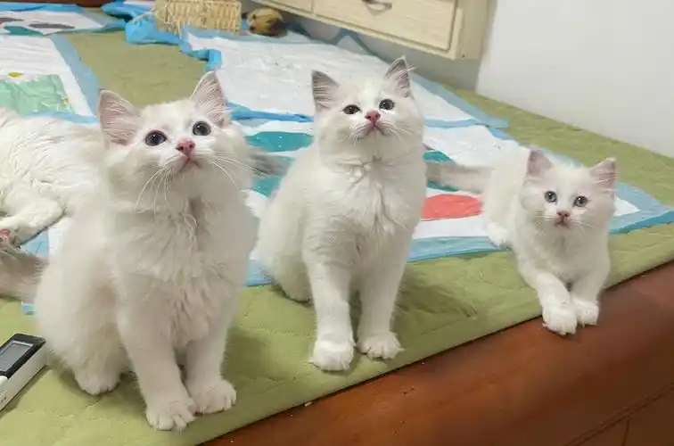 求鉴别布偶猫花色