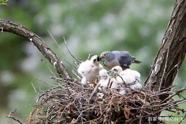 赤腹鹰育雏:老鹰为幼鹰准备的都是新鲜的肉食