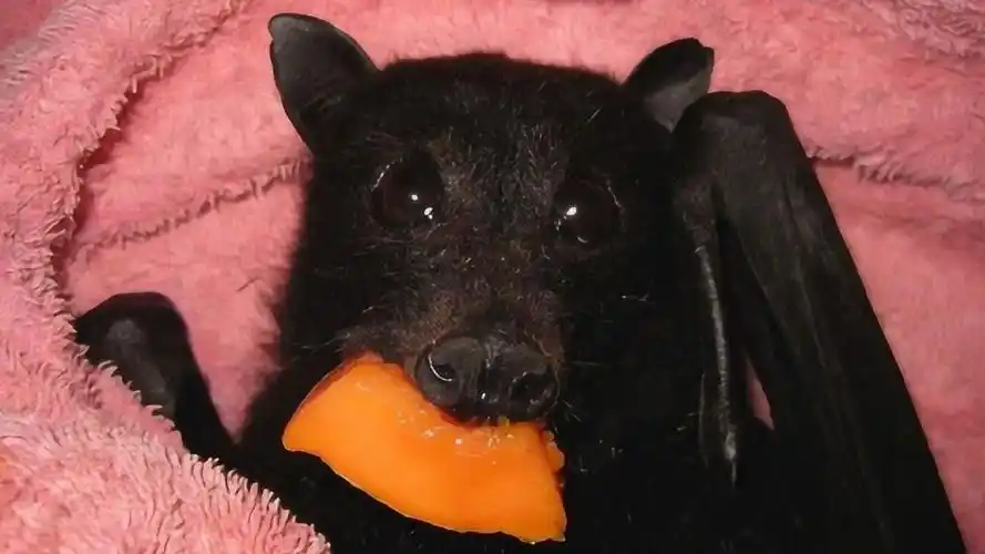 世界上体型最大的蝙蝠,不吃肉只吃素,目前濒临灭绝