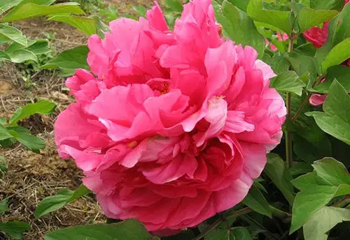 卷叶红 - 洛阳绿珠牡丹园艺有限公司