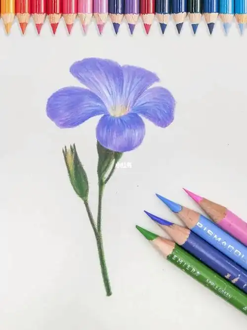 彩铅教程写实小花花
