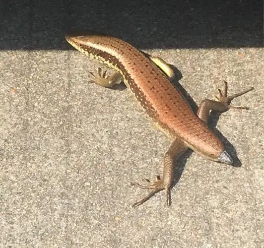 变色龙蝾螈蜥蜴大概10公分长尾巴断了求科普