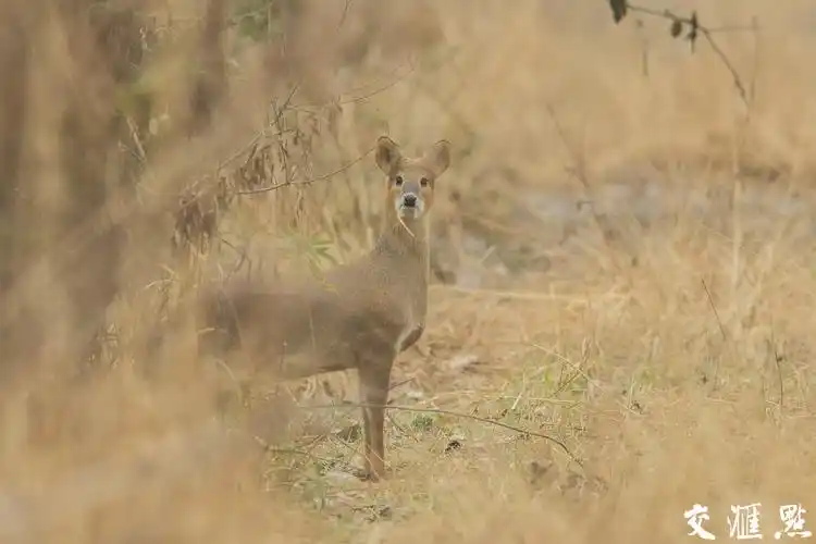 野生动物獐穿行于湿地间.
