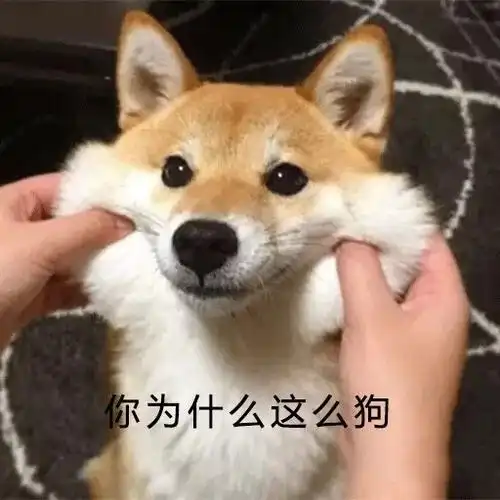 萌宠汪星人你为什么这么狗居然这么狗可爱淘气gif动图_动态图_表情包