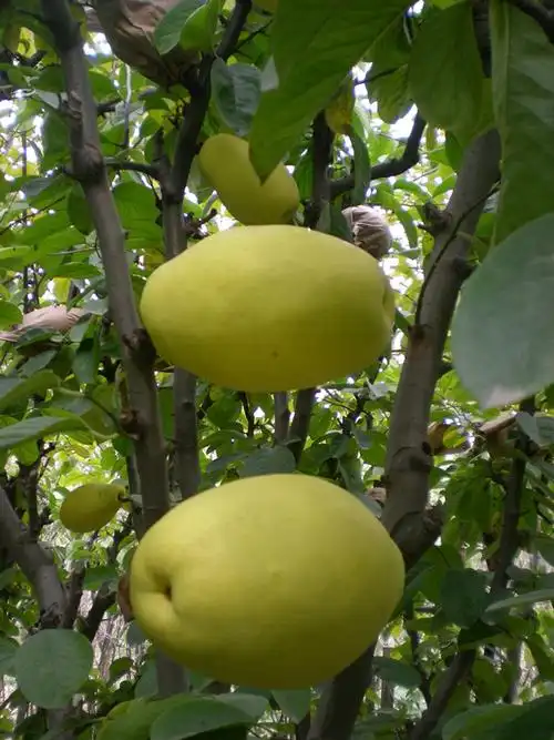 木瓜树作文800字(木瓜作文200字作文)