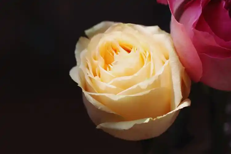 玫瑰送11朵还是19朵