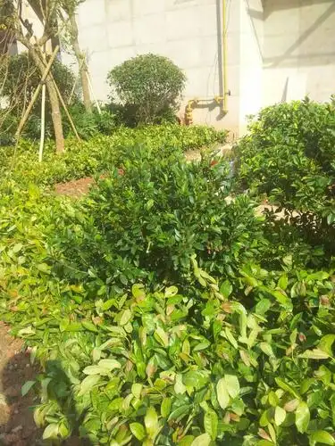 这是什么灌木,球型的那棵