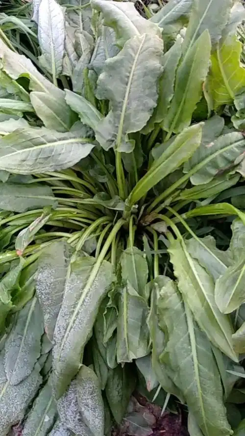 杨铁叶子的根有止血清热利水通便作用.-健康视频-搜狐视频