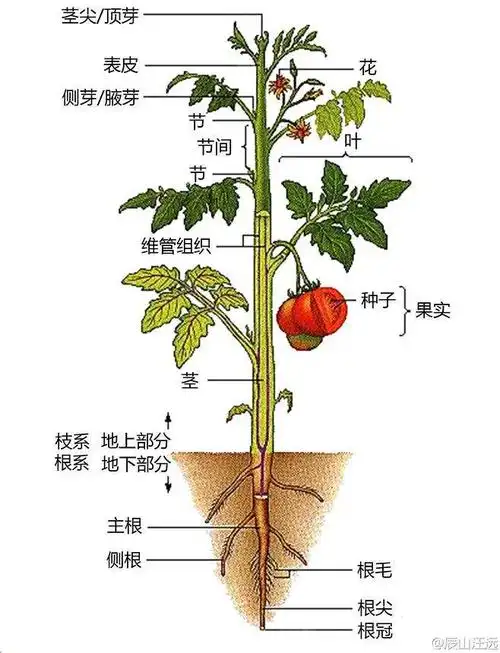 植物共有六大器官:根,茎,叶,花,果实,种子.
