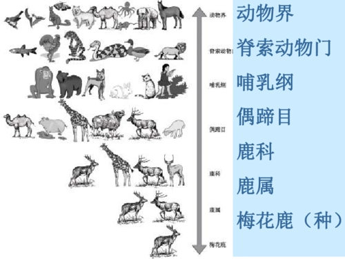 第二节从种到界