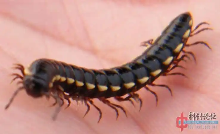 先喷点杀虫剂,等虫子死