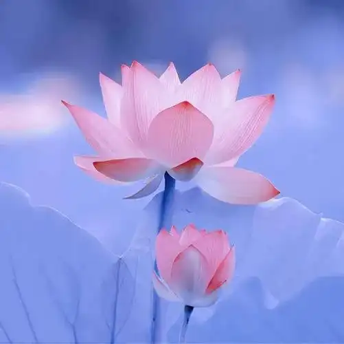 谁能拒绝这样清新脱俗的荷花头像呢 #荷花微信头像