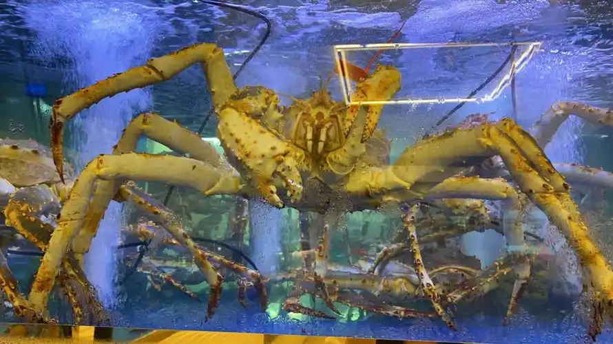 我是大长腿帝王蟹