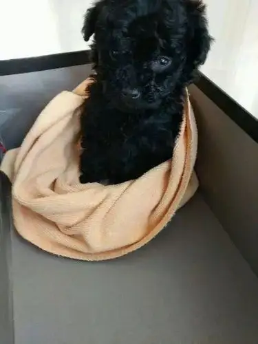 主人嫌弃它是黑色比熊竟把出生7天的狗崽随意丢掉结果