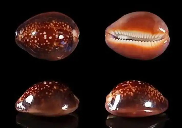 father englerts cowrie