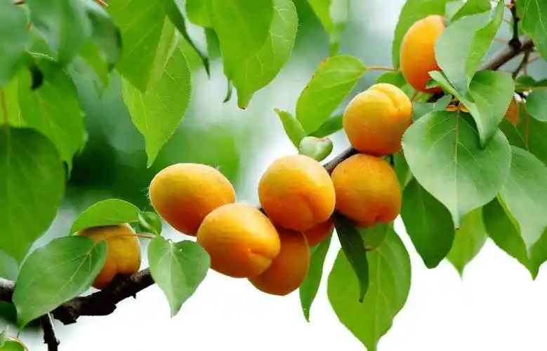 野杏子究竟能不能吃吃杏子都有哪些禁忌哪些人万万不可食用杏子