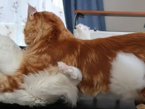 整个身体都往白猫身上压过去,一不小心就把白猫给扑倒了,更逗的是白猫