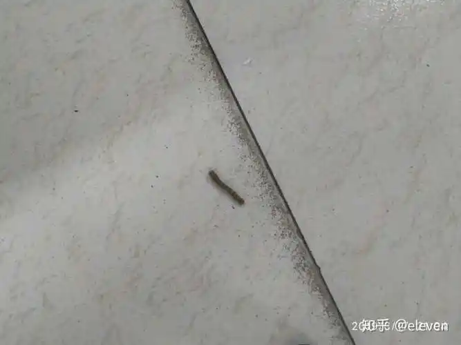 摸毛毛虫是一种怎样的体验?