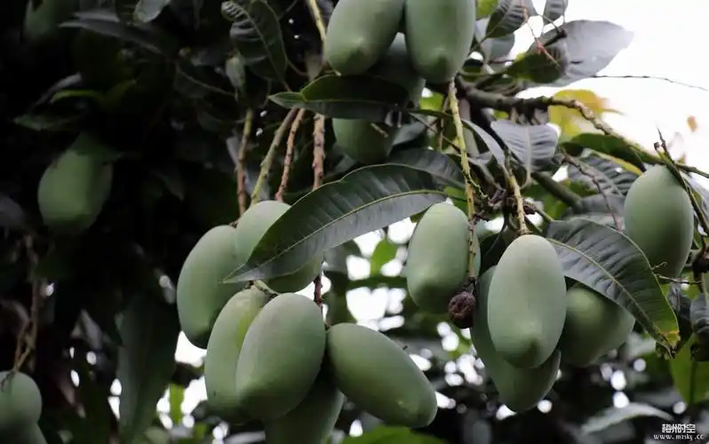 黄遵宪纪念馆前面的芒果树结果真多