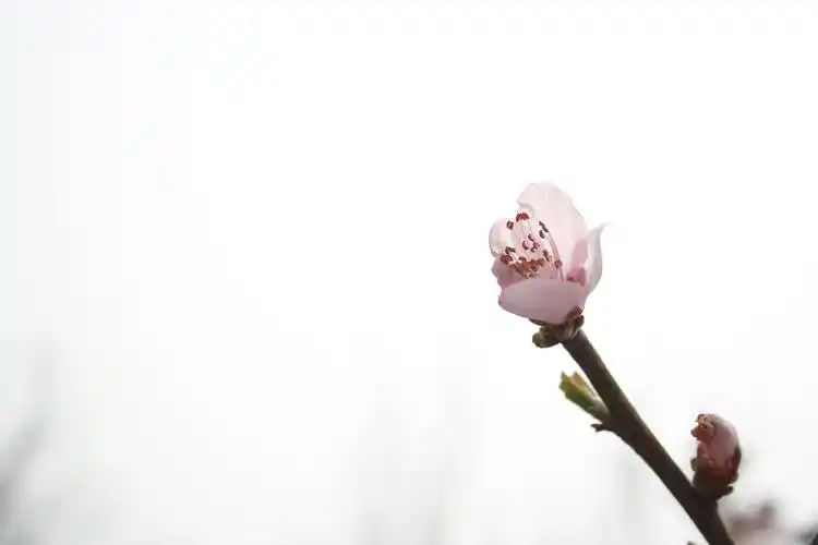 留白 摄影 plumshirt