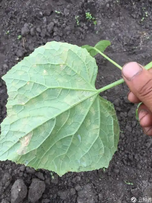 打的是苯甲嘧菌酯,按预防打的好滴苗小怕打出药害谢谢那我明早上午用