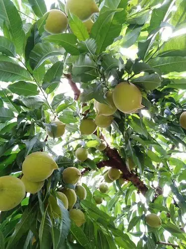 "三月赏花 七月品果" 清新三坑花世界桃园诚邀你共品鹰嘴桃