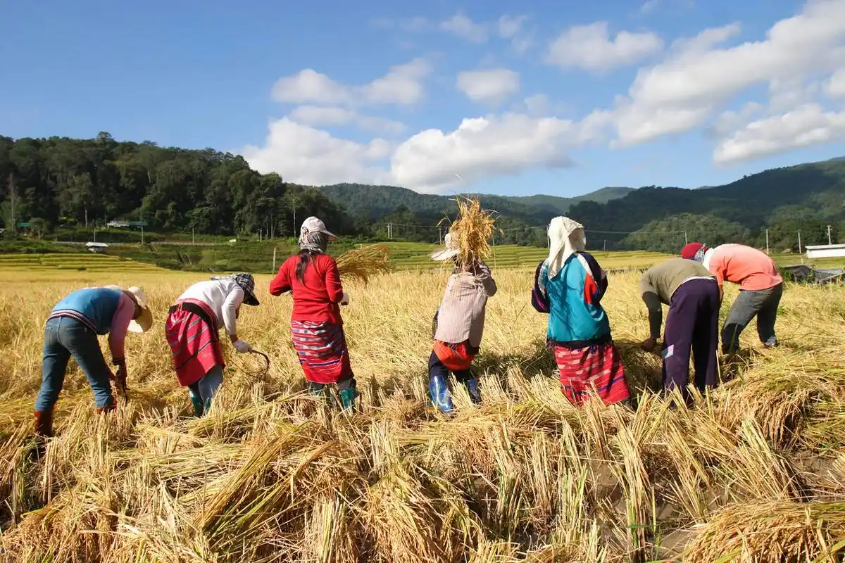 小麦特写麦田在太阳上收获和食品的概念二十四节气24节气芒种收割机在