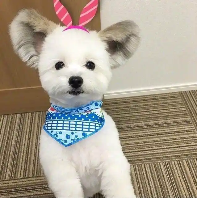 外国网友的混血迷你狗狗, 这大耳朵可爱得不要不要的