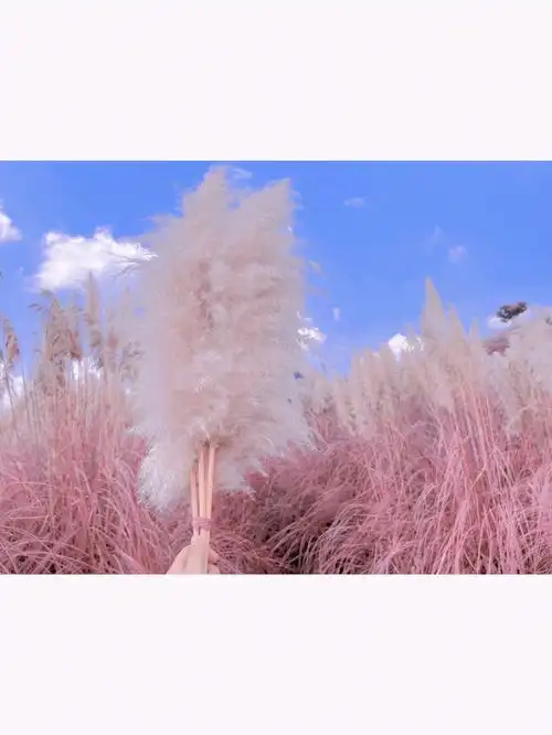 粉色芦苇