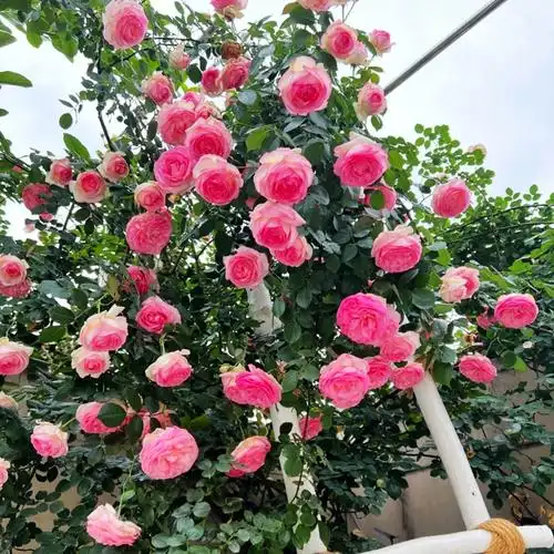 特大花苗欧洲藤本爬藤月季龙沙宝石浓香四季开花庭院爬墙蔷薇花