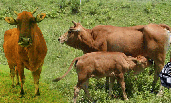 600_360gif 动态图 动图