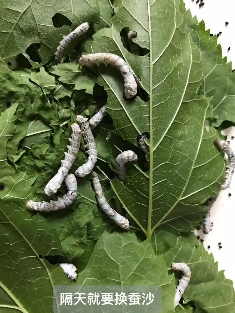 蚕宝宝成长记 #养蚕日记 #采桑叶 #春蚕 150只小黑变 - 抖音