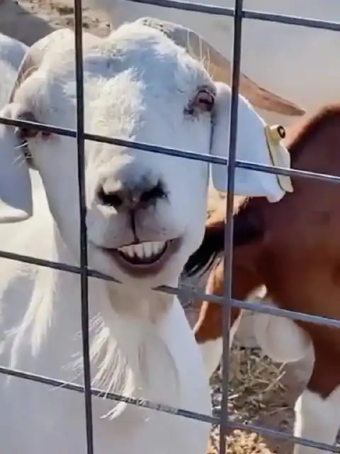 一只时刻都在微笑的微笑羊