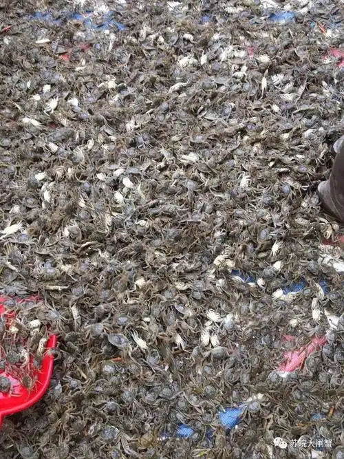 【上海蟹类批发价联盟】优质水阳蟹苗展示