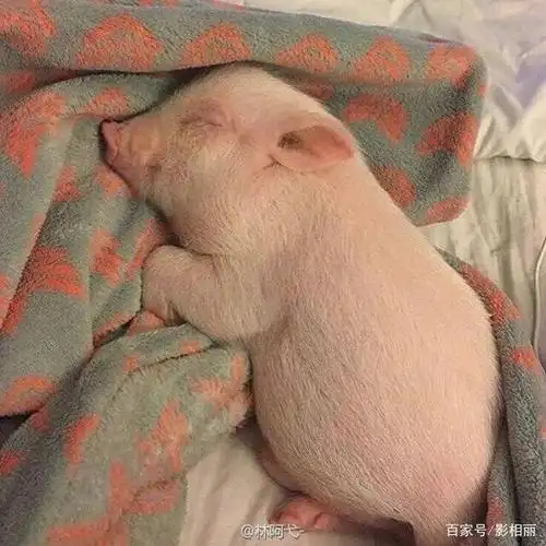 作为一只猪,我活成了自己最喜欢的样子