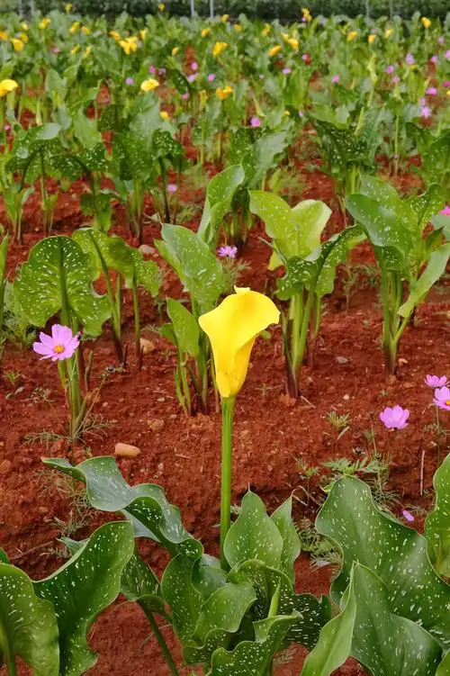 到大园赏海芋去!