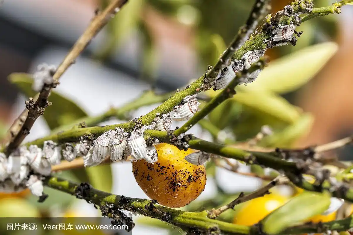 柑橘树上的害虫粉蚧特写.