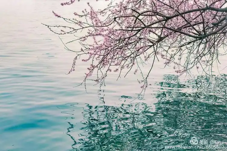 春水桃花 颐和园