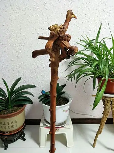 【戴氏】麻梨疙瘩一体根雕拐棍