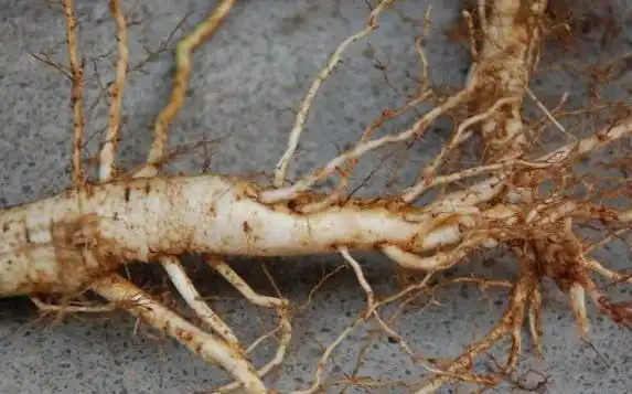 黄秋葵根的功效与作用及其药用选方